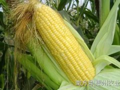 我市两项科研项目荣获广东省农业技术推广奖