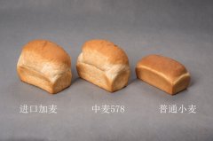 优质强筋小麦新品种中麦578实打实收创佳绩