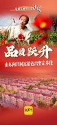 稳中求进山东向共同富裕迈出坚定步伐