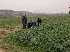 农业科研项目惊人调查油菜试验站前往示范县进