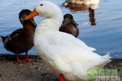 鸭瘟的病发特点和防治措施