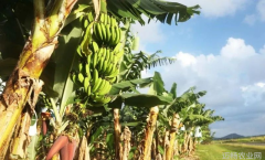 首次转基因香蕉获准种植