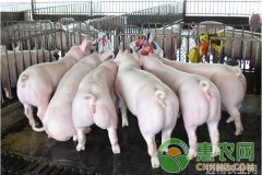 养猪户们注意了危害猪场利润的几种毒素在这