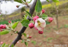 3月份苹果树如何防治病虫害