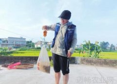 一粒国家级超级稻有多强川南首次试种追平历史
