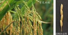 光明网 科研论文科普解读如何让水稻多子多产中