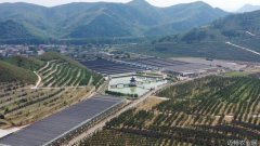 河北滦州鸡冠山上长出富民果