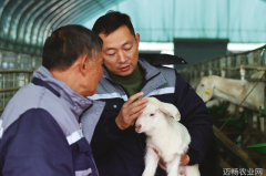 念好养羊致富经