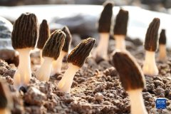 山东成武早春收获羊肚菌忙