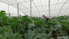 低温阴雪天气大棚蔬菜管理技术要点