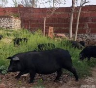 山东省淄博市养殖基地供应本地特色猪莱芜黑猪