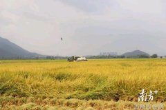 三水南山智慧农业丰收无人农机收割3700亩早稻