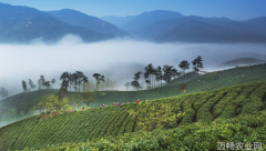 新华社 茶园里的新茶事茶产业多元发展观察