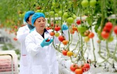 未来农场长什么样这家蔬菜工厂告诉你