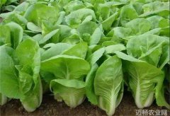 隔年蔬菜种子使用更安全很多农户不知道