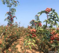 陕西嵯峨新气象 花椒味最浓