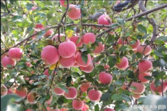10月苹果园管理技术要点