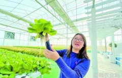 香港青年江门鹤山创业打造鱼菜共生科普基地