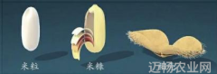 为米粒穿上高产外套让人们吃上更胖的大米