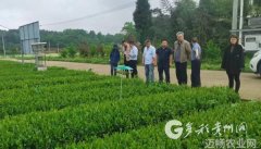 多彩贵州网 植保所到凤冈县调研指导茶叶绿色防
