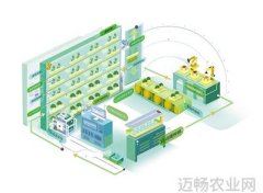 四川成都种菜也有流水线
