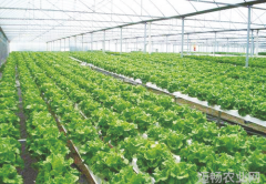 大棚蔬菜春季管理技术要点