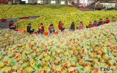 农业梅牌水果销往五大洲做大做强特色农业产业