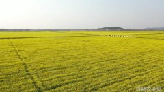 湖北武汉经开区无人机飞防助力8000多亩油菜稳产