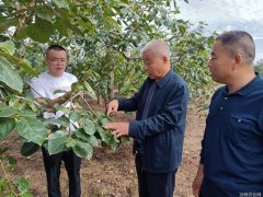 柿树圆斑病防治技术