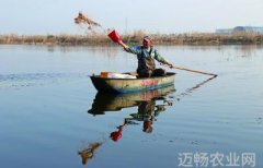 万亩稻田喂虾忙