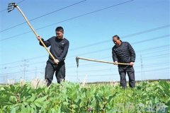 蚕豆化身绿肥助力水稻增产朱泾春耕备耕忙