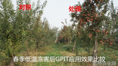 抗冷耐冻山西省应用GPIT技术产品果上丰抗冻效果