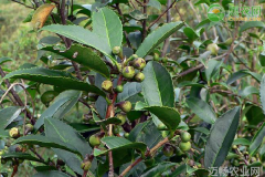 茶树的关键修剪技术要点