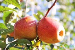 苹果树春季清园管理要注意的6大要点