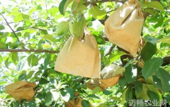 苹果园高温干旱应对措施