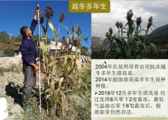 甜而不咸连续6天零下2度霜冻不在话下农业综合新