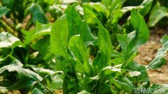 秋季菠菜种植技术要点