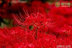 石蒜要怎么种石蒜的种植技术分享