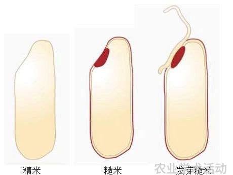 发芽糙米