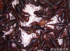 1至5月斗南花卉交易量约4278亿枝