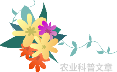 活动预览   神农祭第十二周活动预告