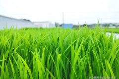 插秧节  做个魔都小农夫浑水摸鱼钓龙虾农业知识