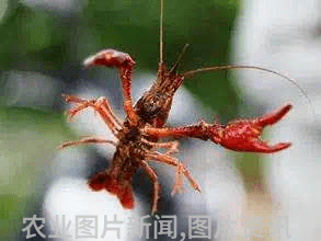 农业科普活动_农业科普知识宣传_农业科普讲座