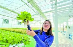 香港青年江门鹤山创业打造鱼菜共生科普基地