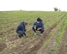 黑龙江省齐齐哈尔市龙江县免耕播种 让黑土地保