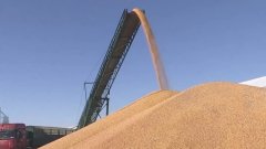 黑龙江入统企业累计收购新粮超440亿斤