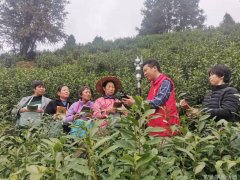 江西资溪气象服务进茶园