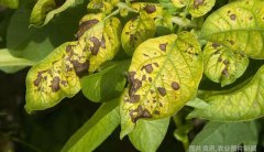 蔬菜经常出现缺素症状原来与TA有关