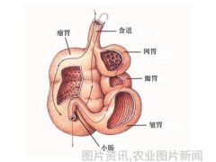 难以置信中国科学院研究出反刍动物的四个胃让